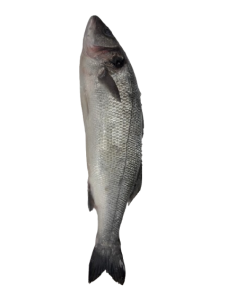 Fresh Seabass 600/800- 6kg