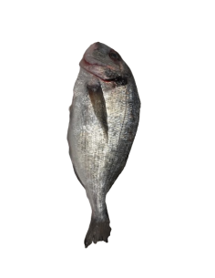 Fresh Seabream 400/600 - 6kg